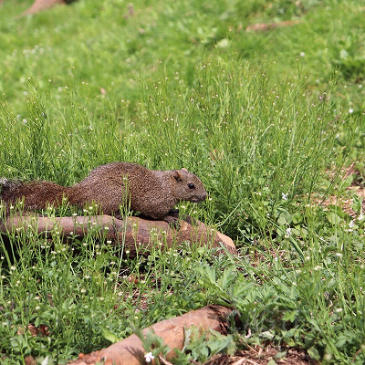 広場で過ごすリスの様子
