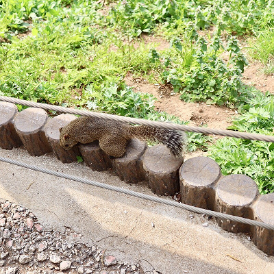 広場で過ごすリスの様子