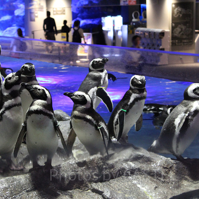 すみだ水族館の割引情報