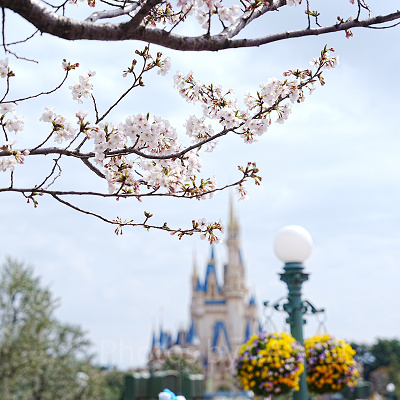 ディズニーランドの桜