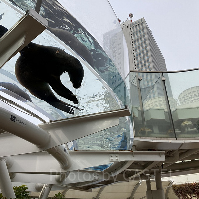 サンシャインアクアリング