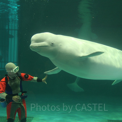 ベルーガがトレーナーさんに甘える姿はとってもキュート！
