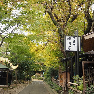 上野公園の紅葉はとっても綺麗ですよ！