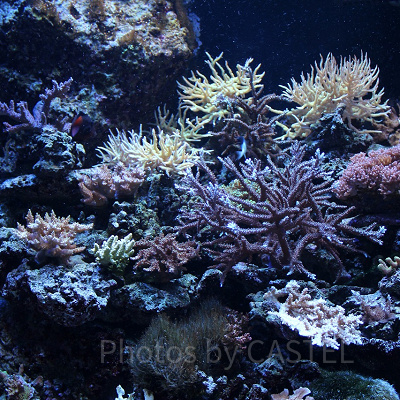中央やや右下のサンゴがヤッコミドリイシ