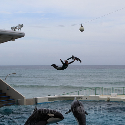 シャチが水中からトレーナーを押し上げて大ジャンプ！