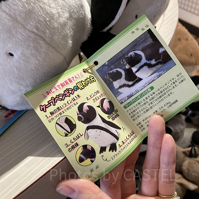 ぬいぐるみは飼育スタッフさんの解説つき