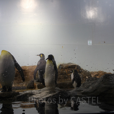 アクアパーク品川内にはペンギンたちもいますよ！