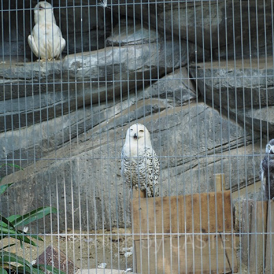 上野動物園には鳥などもたくさんいます！