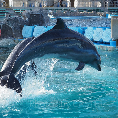 名古屋港水族館のチケット料金