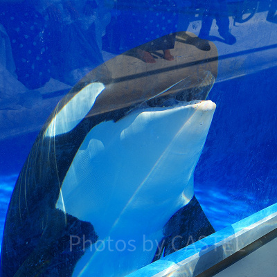 神戸須磨シーワールドの2大パフォーマンス：シャチショーとイルカショー