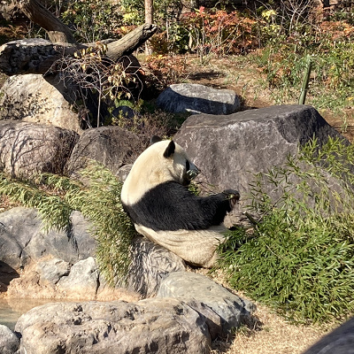 上野動物園のレストラン番外編：ピクニック