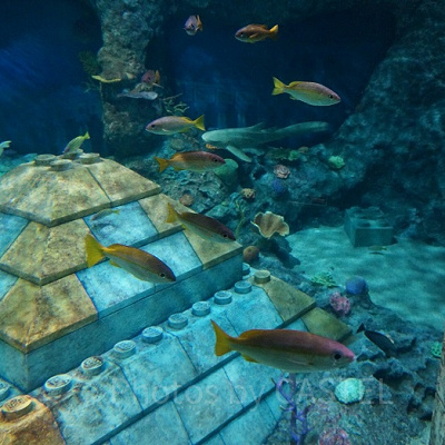 サブマリン・アドベンチャーで観察できる海底