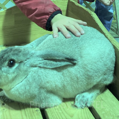 うさモルタッチ／マザー牧場