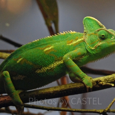 エボシカメレオン