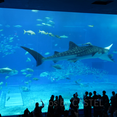 美ら海水族館のジンベエザメ