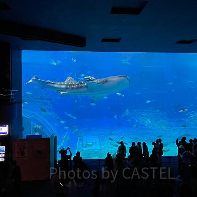 美ら海水族館のジンベエザメ