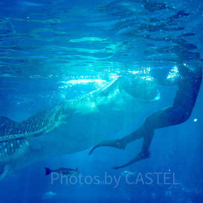 ジンベエザメのお食事タイム