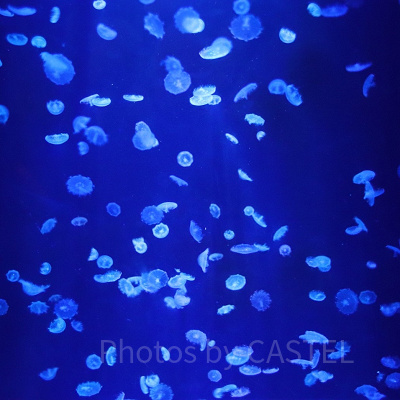 フランダーはどんな魚？