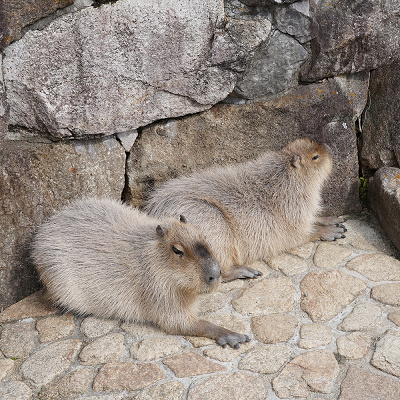 アドベンチャーワールドの営業時間は？