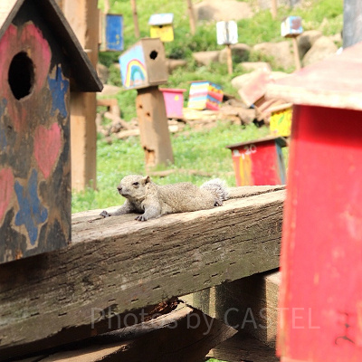 餌やりに狙い目の時間帯は？