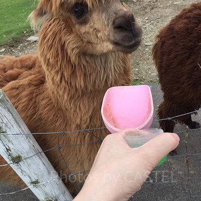 那須どうぶつ王国ではえさやり体験もできる