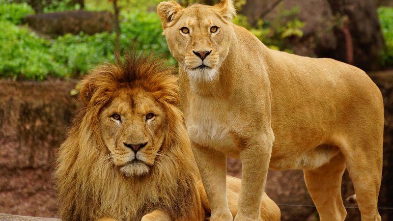 【2022】天王寺動物園を徹底解説！都会の真ん中で動物たちに会える♪見どころ、料金、アクセス