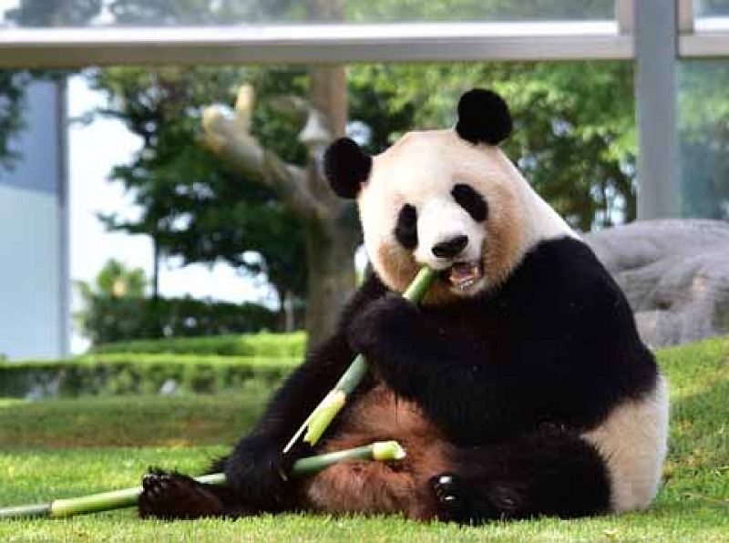 【2023】アドベンチャーワールドのパンダに会いに行こう！全7頭の名前、2023年2月に3頭が中国へ
