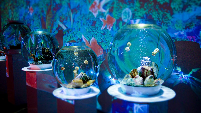 金魚ミュージアム】奈良県にある金魚をテーマにした水族館！料金、混雑