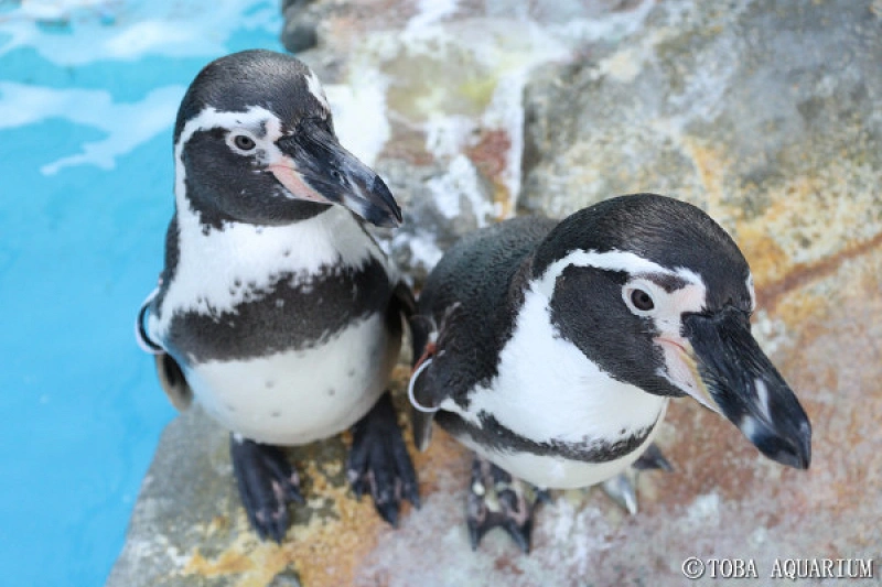 鳥羽水族館に暮らすペンギンを徹底解説！個性豊かなペンギンの