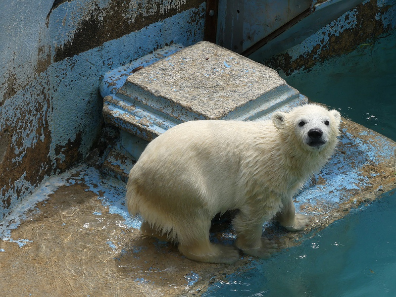 天王寺動物園】シロクマの親子に会いに行こう！観覧方法や見どころ