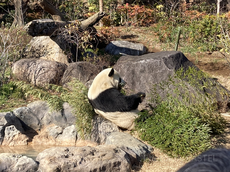 【2025】上野動物園のパンダ徹底解説！混雑＆観覧方法まとめ！上野駅からのアクセスも