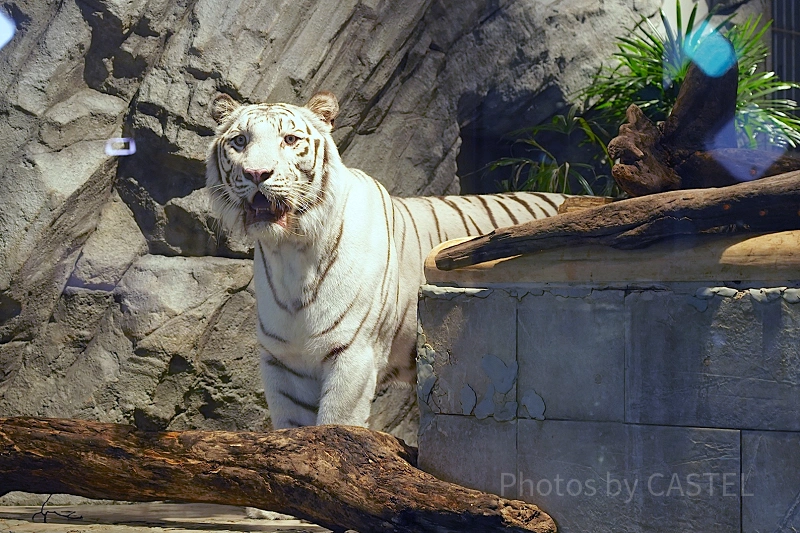 ニフレル】ホワイトタイガーの魅力を徹底解説！名前はアクア！神秘の