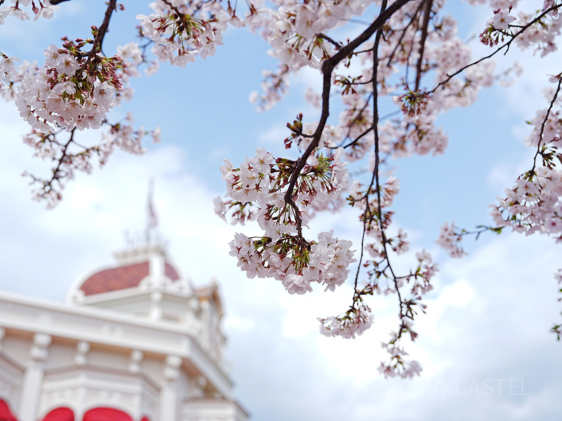 ディズニーランド＆シーの桜スポット10ヶ所まとめ！開花時期をチェックして春のパークでお花見を楽しもう
