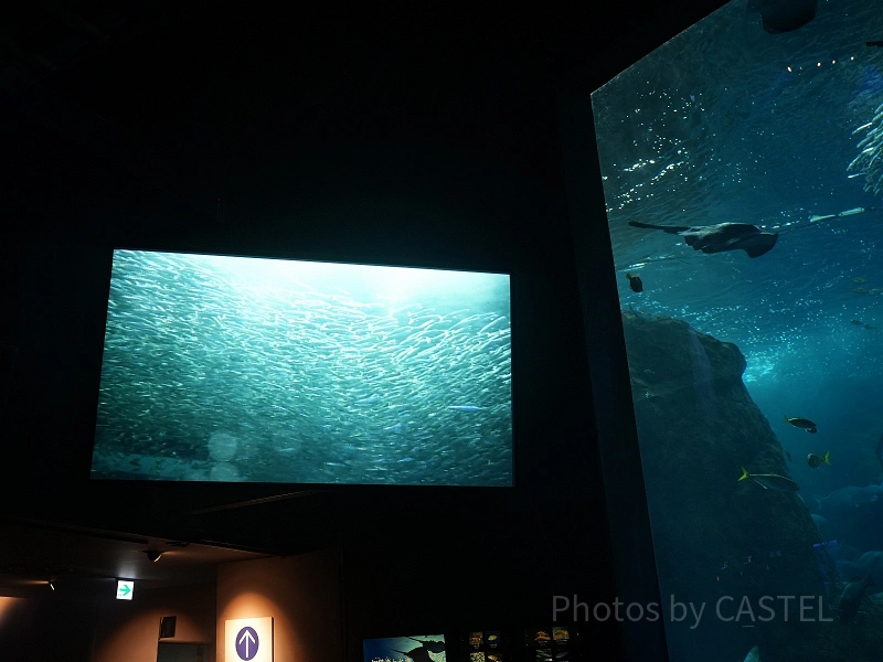 新江ノ島水族館（えのすい）徹底ガイド｜2024年クリスマス情報も！場所