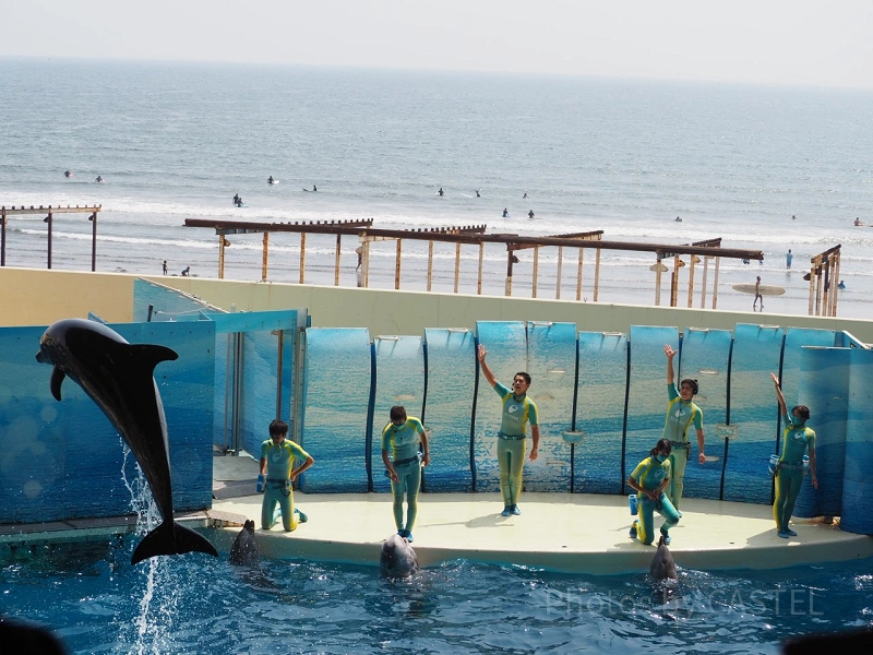 新江ノ島水族館のイルカショーを解説！大ジャンプが迫力満点！見どころ