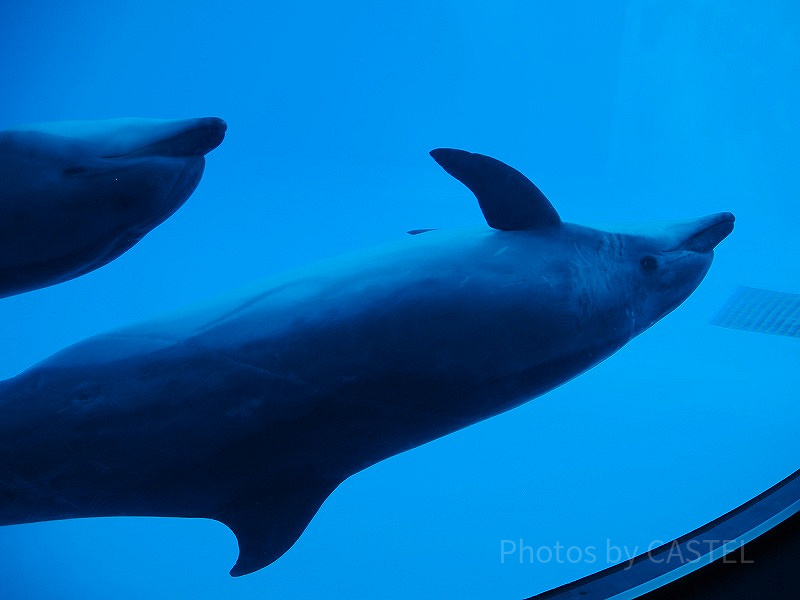 【シャチがいる水族館】名古屋港水族館を徹底解説！料金・動物・おすすめのランチまで解説！