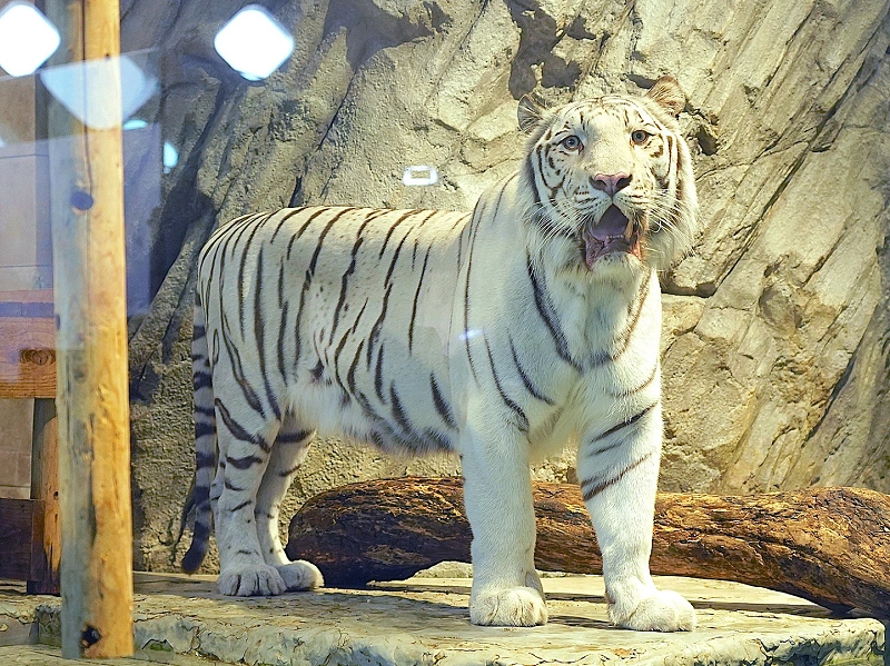 ニフレル ホワイトタイガーの魅力を徹底解説 名前はアクア 神秘のトラの暮らしが丸わかり