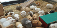 京都市動物園のモルモット| キャステル | CASTEL ディズニー情報