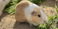 京都市動物園のテンジクネズミ| キャステル | CASTEL ディズニー情報