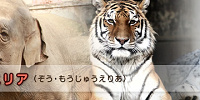 象・猛獣エリア| キャステル | CASTEL ディズニー情報