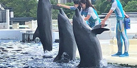 イルカとトレーナーのコミュニケーション| キャステル | CASTEL ディズニー情報