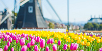 ハウステンボスの風車とチューリップ| キャステル | CASTEL ディズニー情報