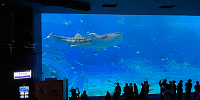 美ら海水族館のジンベエザメ| キャステル | CASTEL ディズニー情報