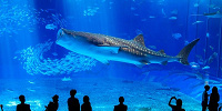 美ら海水族館のジンベエザメ| キャステル | CASTEL ディズニー情報