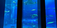 美ら海水族館のカフェ「オーシャンブルー」| キャステル | CASTEL ディズニー情報