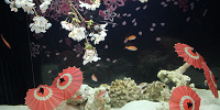 魚たちとの“お花見”がテーマの水槽| キャステル | CASTEL ディズニー情報