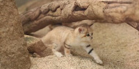 歩くスナネコの赤ちゃん| キャステル | CASTEL ディズニー情報