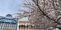 ディズニーに咲いている桜| キャステル | CASTEL ディズニー情報