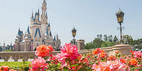 ディズニーランドローズ| キャステル | CASTEL ディズニー情報