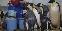 ペンギンの食事タイム| キャステル | CASTEL ディズニー情報